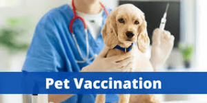 Pet Vaccination Schedule in Pakistan Complete 2025 Guide