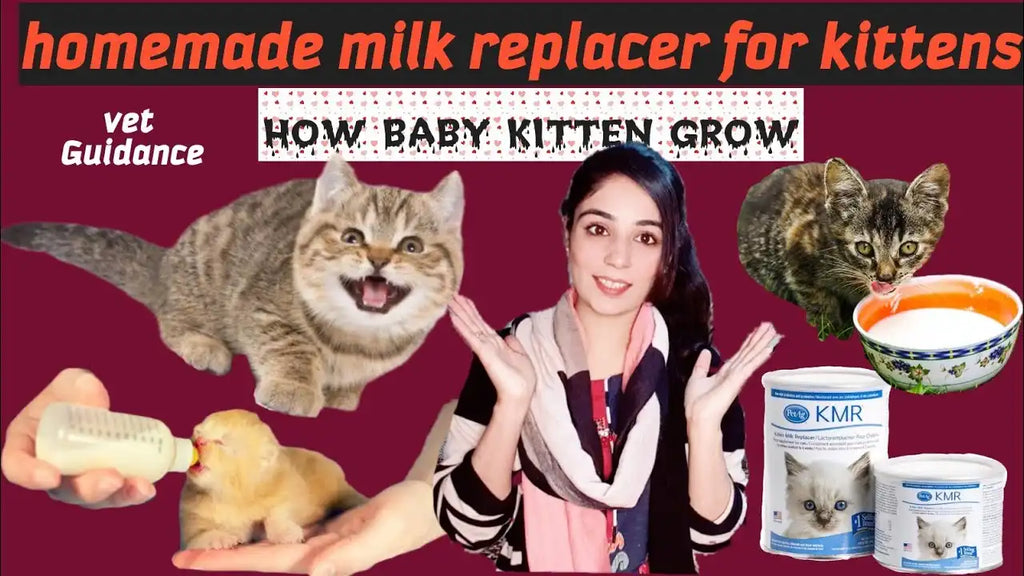 Kitten Milk Replacer: Best Options, Prices, and Feeding Tips in Pakistan