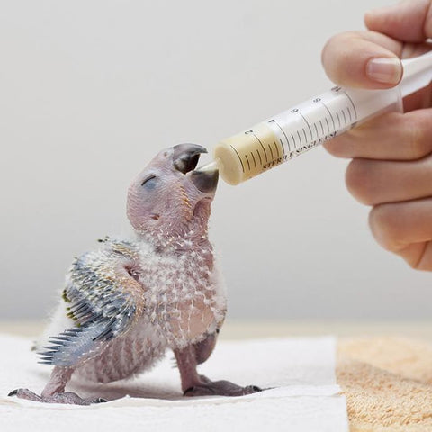 Image of Nibbles Baby Bird Hand Feeding Formula For All Birds - AllAboutPetsPk
