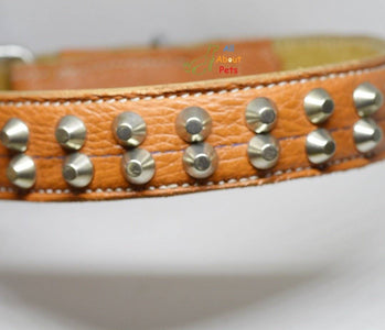 Genuine Leather Studded dog Collar Double Row studs available online at allaboutpets.pk in pakistan.
