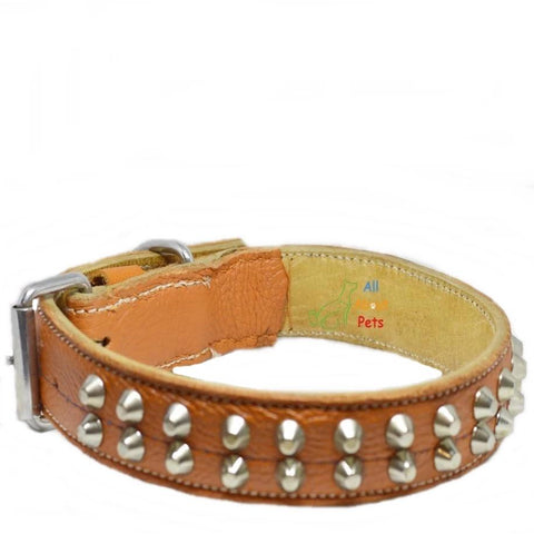 Image of Genuine Leather Studded dog Collar Double Row Orange color available at allaboutpets.pk in pakistan.