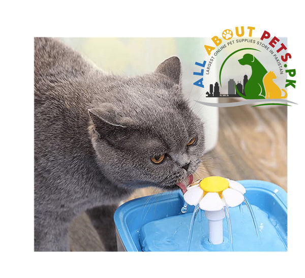 Water Fountain For Cats 2.0 Litres AllAboutPetsPk