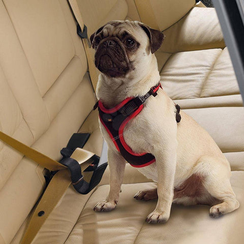 Image of Dog Travel Belt Ferplast, dog travel car seat belt attachment for dogs available at allaboutpets.pk in pakistan.