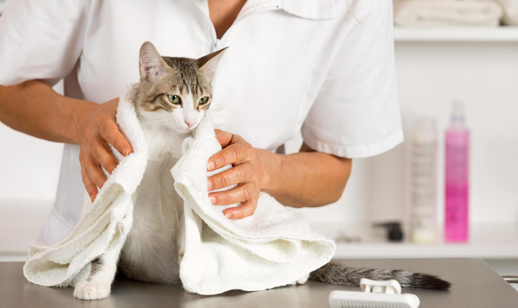 Cat Grooming at Home Tools, Tips & Best Products in Pakistan