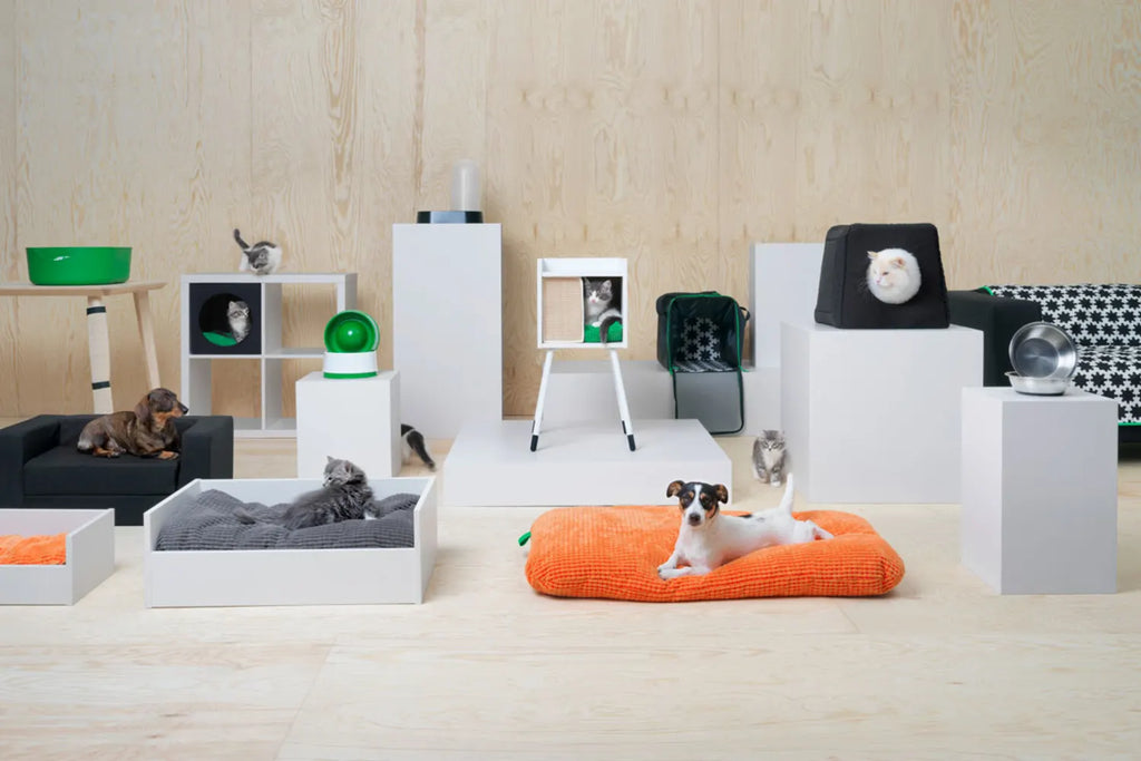 How to Create a Comfortable Pet Bed Setup for Cats & Dogs in Pakistan