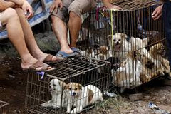 2020 to be the last year of Dog-Meat festival in China