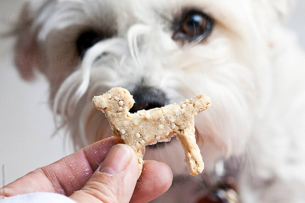 Healthy Dog Treats in Pakistan: Safe Snacks for Every Breed