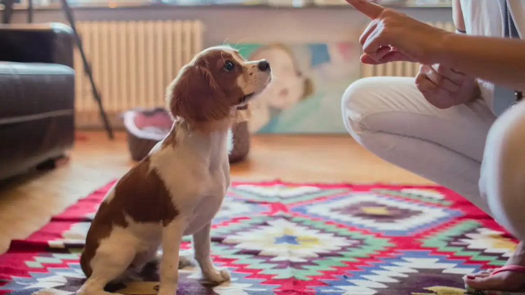 How to Train a Puppy at Home in Pakistan Tools &amp; Techniques