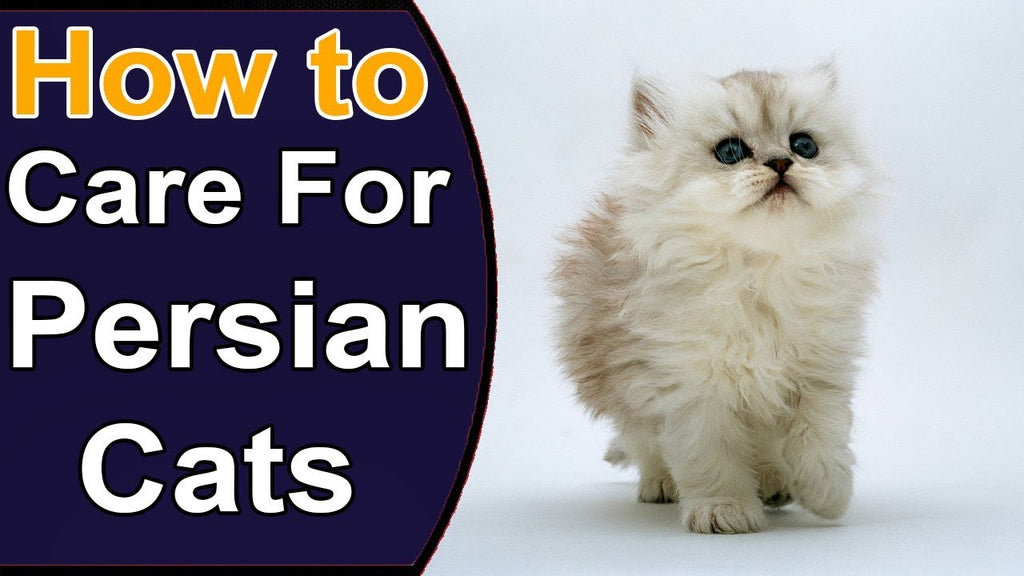 How to Take Care of a Persian Cat in Pakistan