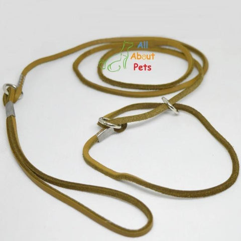 Image of sleek Leather Show Leash For Toy Dog breeds, Pug Show Leash, Shihtzu Show leash available at allaboutpets.pk in pakistan