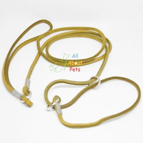 Image of Leather Show Leash For Toy Dog breeds, Pug Show Leash, Shihtzu Show leash available at allaboutpets.pk in pakistan